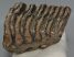 Mammuthus primigenius partial tooth (349 grams)