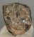 Mammuthus primigenius partial tooth (349 grams)