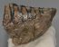 Mammuthus primigenius partial tooth (349 grams)