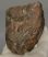 Mammuthus primigenius partial tooth (349 grams)