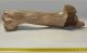 Hiéna által megrágott Bison priscus részleges humerus csont Hiéna által megrágott Bison priscus részleges humerus csont