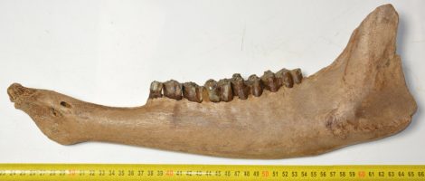 Bison priscus részleges bal alsó állkapocs (418 mm)