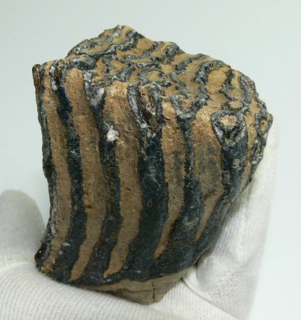 Mammuthus primigenius részleges fog (612 gramm)