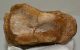 Mammuthus primigenius partial foot bone (magnum)