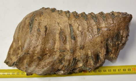 Mammuthus primigenius jobb alsó fog (2654 gramm)