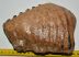 Mammuthus meridionalis tooth (2302 grams) Southern mammoth