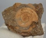 Dactylioceras athleticun  ammoniteszek Németországból