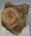 Dactylioceras athleticun  ammoniteszek Németországból