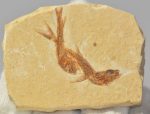  2 Dastilbe crandalli fish fossil