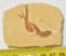 2 Dastilbe crandalli fish fossil 2 Dastilbe crandalli fish fossil