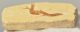 2 Dastilbe crandalli fish fossil 2 Dastilbe crandalli fish fossil