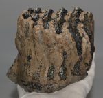 Elephas antiquus részleges fog (1287 gramm)