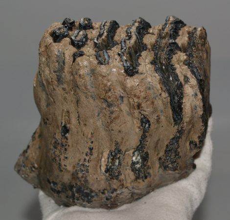 Elephas antiquus részleges fog (1287 gramm)