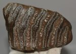 Mammuthus sp. mamut fog (412 gramm)