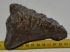 Mammuthus sp. mamut fog (412 gramm)
