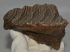 Mammuthus sp. mamut fog (412 gramm)