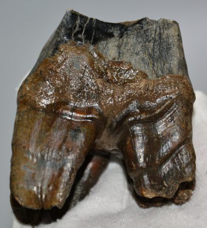 Woolly Rhino upper tooth (259 grams) Coelodonta antiquitatis