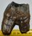 Woolly Rhino upper tooth (259 grams) Coelodonta antiquitatis