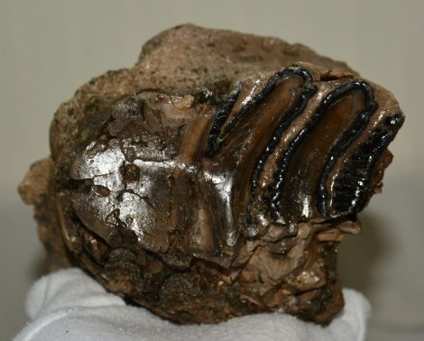 Mammuthus meridionalis részleges koponya csont (1617 gramm)