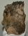 Mammuthus meridionalis partial maxilla bone ((1617 grams)