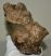 Mammuthus meridionalis részleges koponya csont (1617 gramm)
