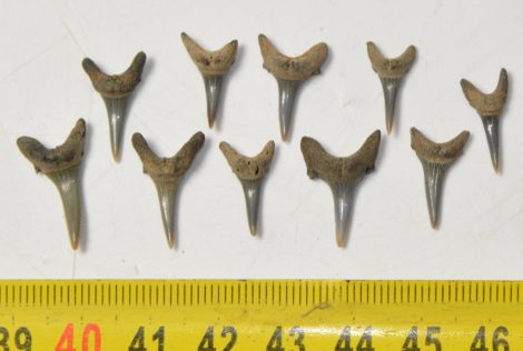 10 db Carcharias acutissima cápa fog