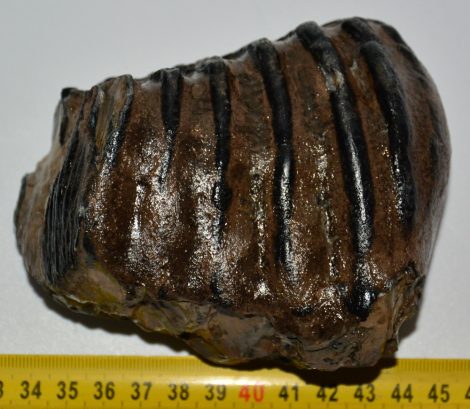 Mammuthus sp. részleges fog (862 gramm)
