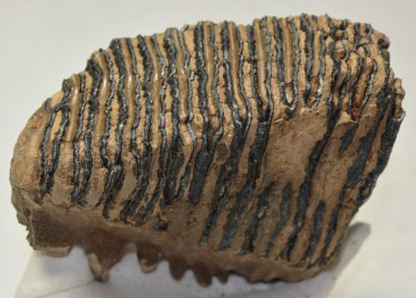 Mammuthus primigenius részleges fog (1556 gramm)