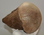 Mammuthus primigenius részleges comb csont 