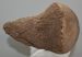 Mammuthus primigenius részleges comb csont 