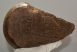 Mammuthus primigenius részleges comb csont 
