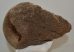 Mammuthus primigenius részleges comb csont 