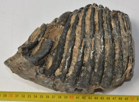 Mammuthus primigenius részleges fog (2577 gramm)