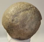 Mammuthus meridionalis részleges femur csont (2612 gramm)