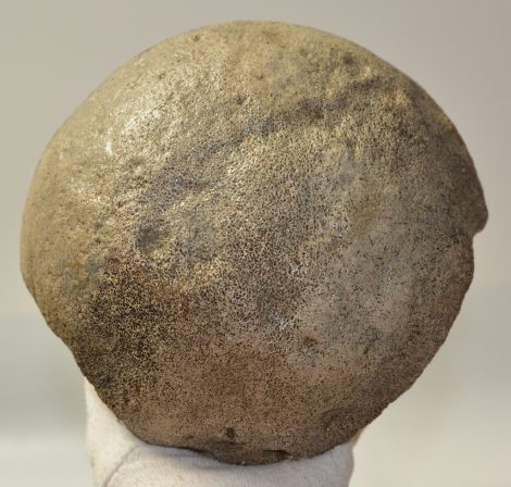 Mammuthus meridionalis részleges femur csont (2612 gramm)