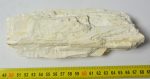 Mammuthus sp. partial tusk (184 mm) SOLD (VG) 08