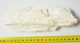 Mammuthus sp. partial tusk (184 mm) SOLD (VG) 08