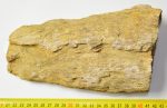 Tempskya varians fern fossil (2718 grams)