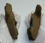 Young mammoth partial jaw bone SOLD (LL B) 09