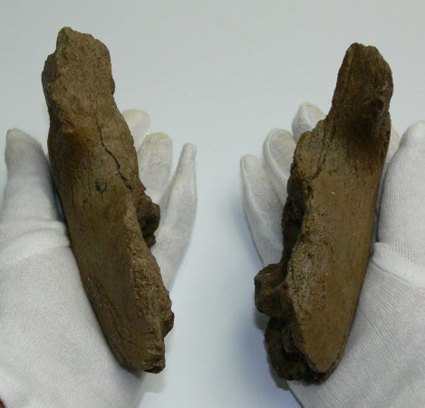 Fiatal mamut részleges állkapocs csontja ELFOGYOTT (LL B) 09