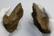 Fiatal mamut részleges állkapocs csontja