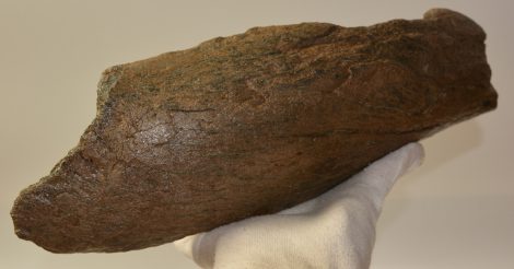 Mammuthus meridionalis részleges állkapocs csont (3,2 Kg)