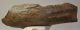 Mammuthus meridionalis részleges állkapocs csont (3,2 Kg)