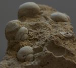   Pleisztocén korú Helix sp. csiga kövületek a Gerecse hegységből