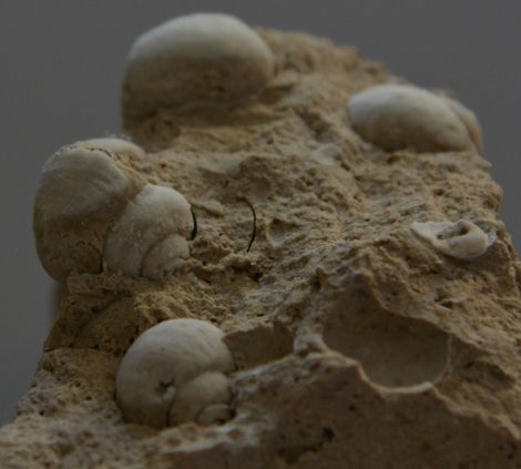 Pleisztocén korú Helix sp. csiga kövületek a Gerecse hegységből Pleisztocén korú Helix sp. csiga kövületek a Gerecse hegységből