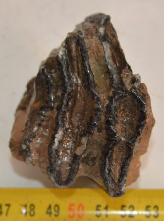 Mammuthus meridionalis partial tooth (197 grams)