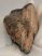 Mammuthus meridionalis partial tooth (197 grams)