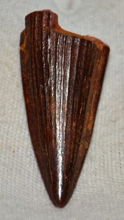 Spinosaurus aegyptiacus partial tooth from Taouz (49 mm)