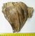 Mammuthus primigenius tooth (1086 grams) Woolly Mammoth