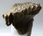 Mammuthus primigenius tooth (1086 grams) Woolly Mammoth